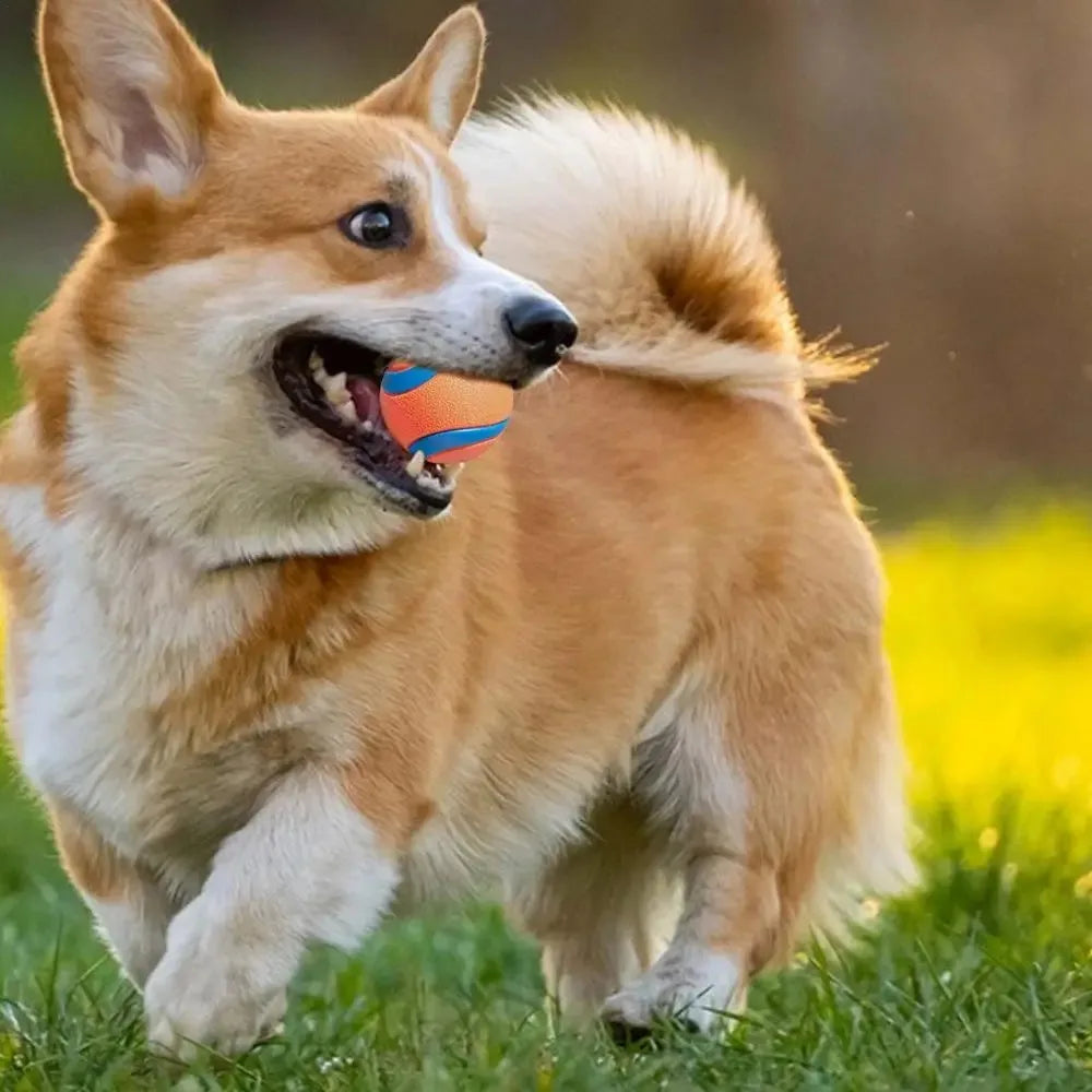Hundespielzeugball elastisch – robust für Welpen